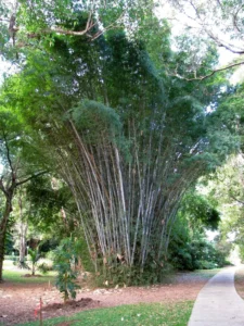 Dendrocalamus membranaceus