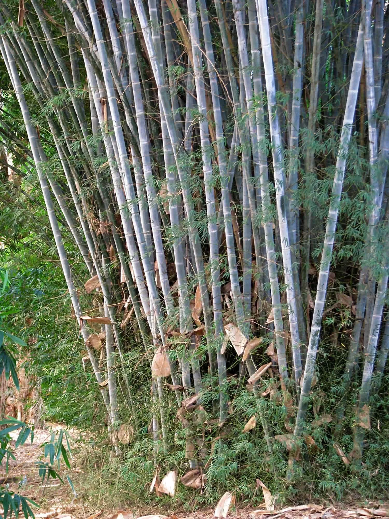 Dendrocalamus membranaceus