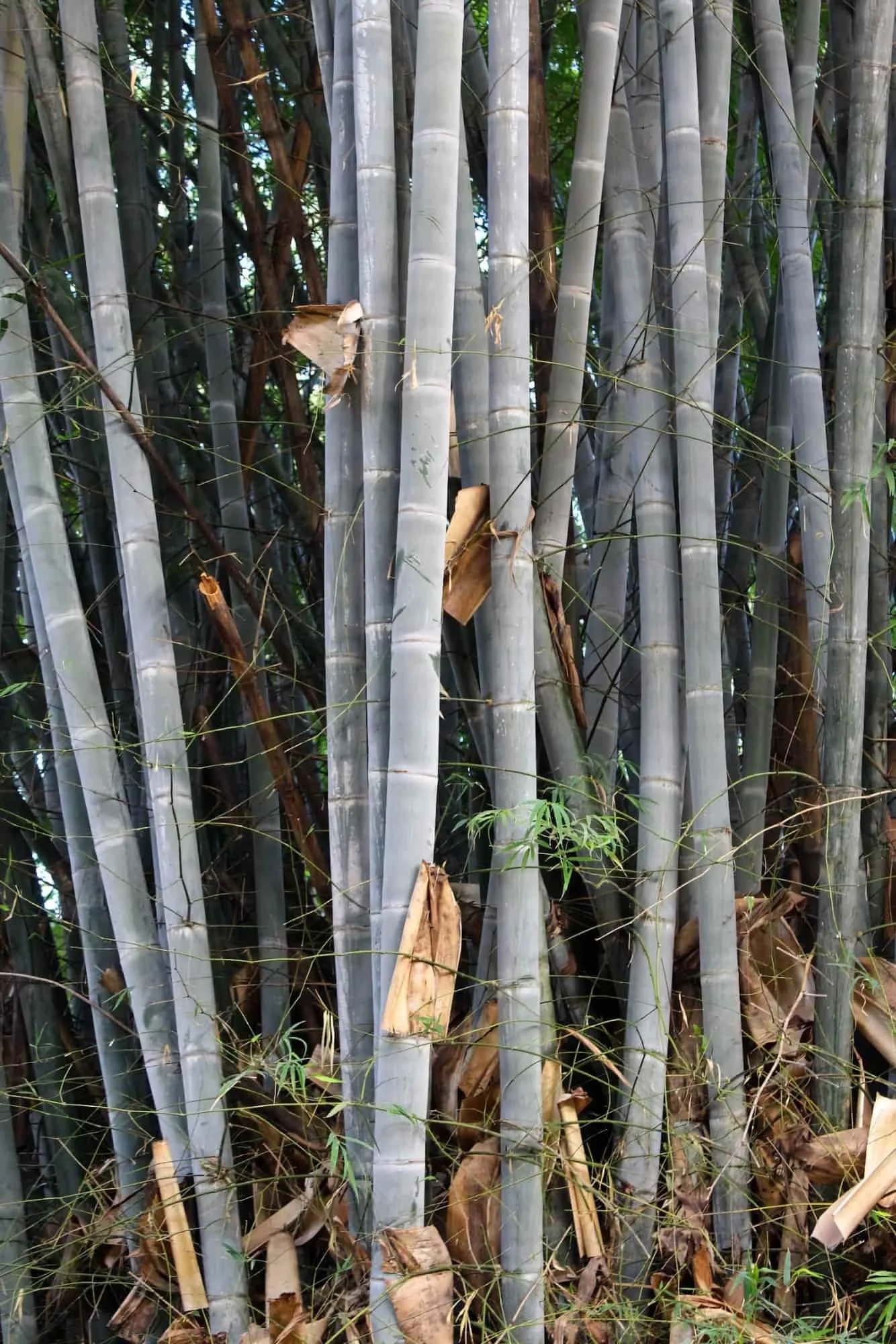 Dendrocalamus membranaceus