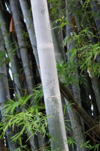 Dendrocalamus membranaceus