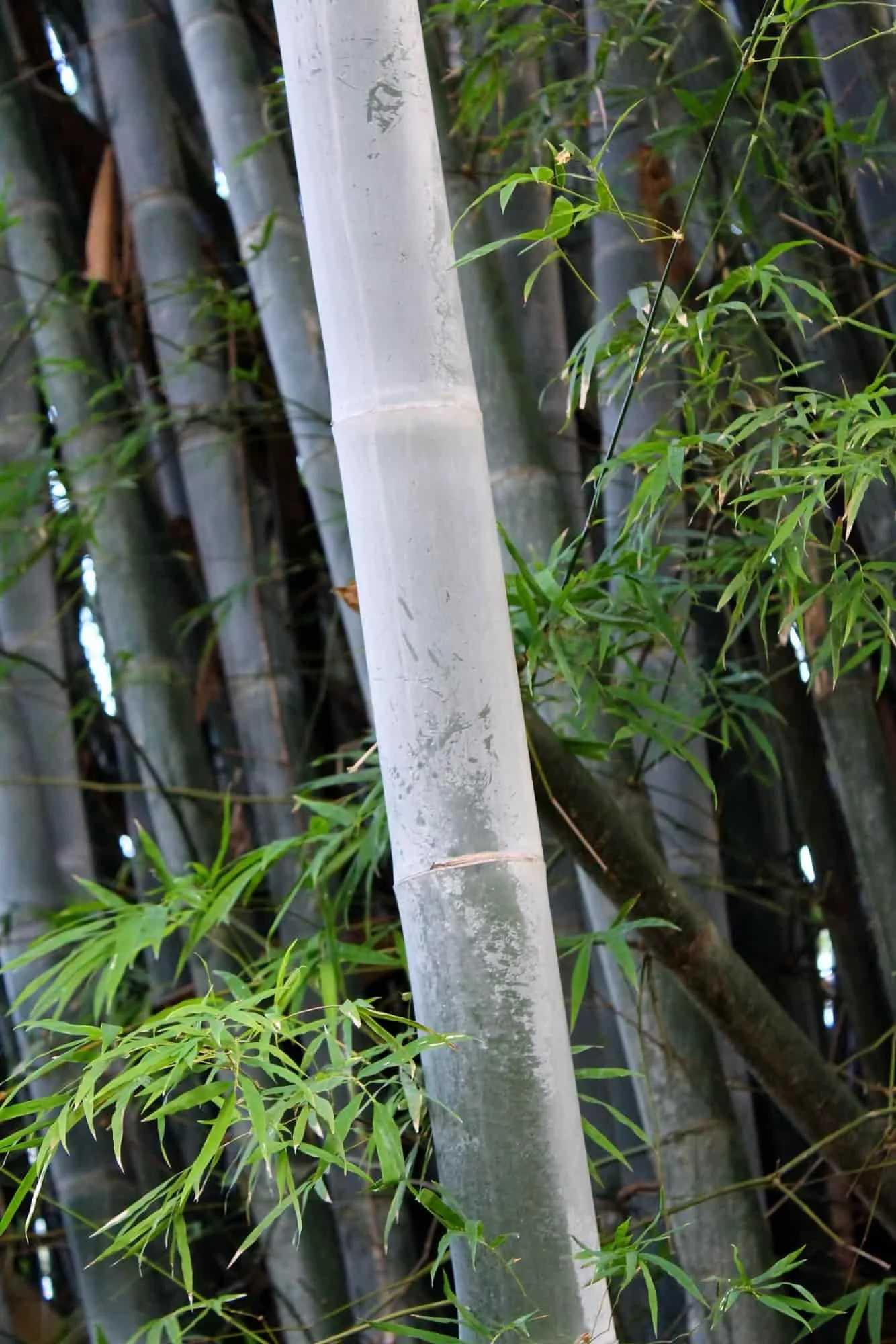 Dendrocalamus membranaceus