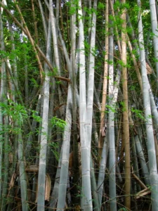 Dendrocalamus membranaceus