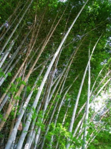 Dendrocalamus membranaceus