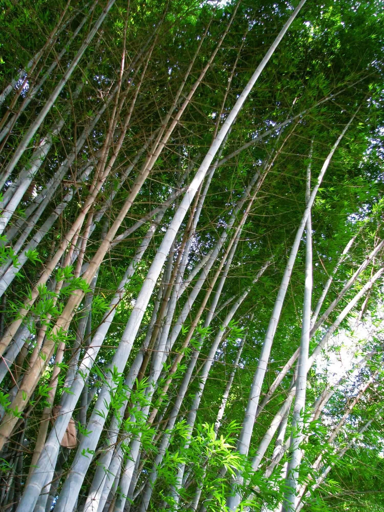 Dendrocalamus membranaceus