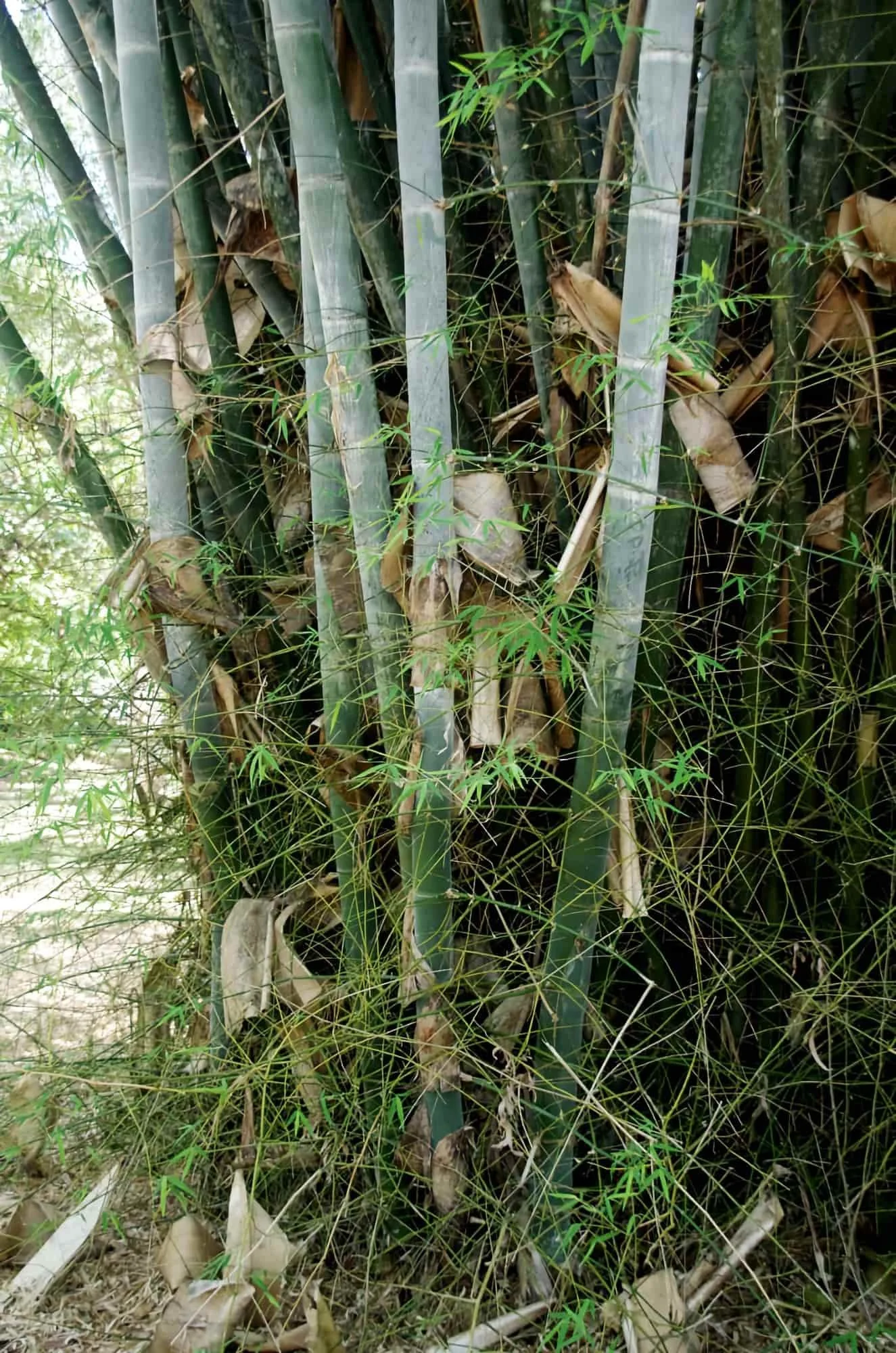 Dendrocalamus membranaceus
