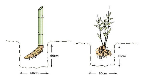How To Plant Bamboo