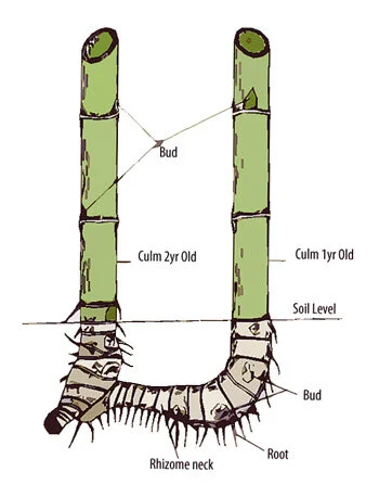 Bamboo Rhizome Propagation