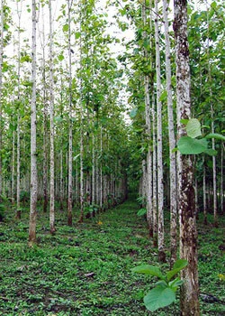 Guadua Bamboo vs Teak Plantations