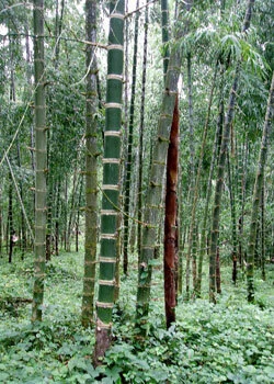 Guadua Bamboo vs Teak Plantations