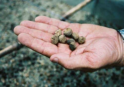 Guadua Bamboo vs Teak Plantations