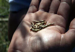 Guadua Bamboo vs Teak Plantations