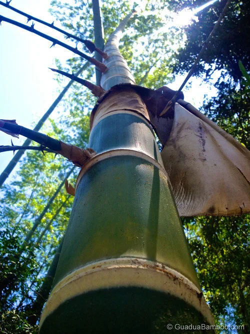 Guadua Bamboo Climate Requirements