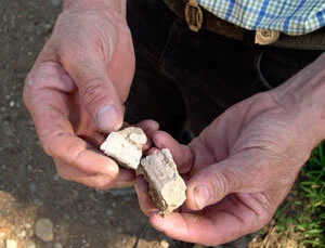 Guadua Bamboo Soil Requirements