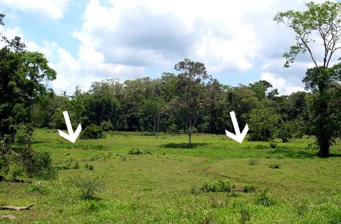 Guadua Bamboo Soil Requirements