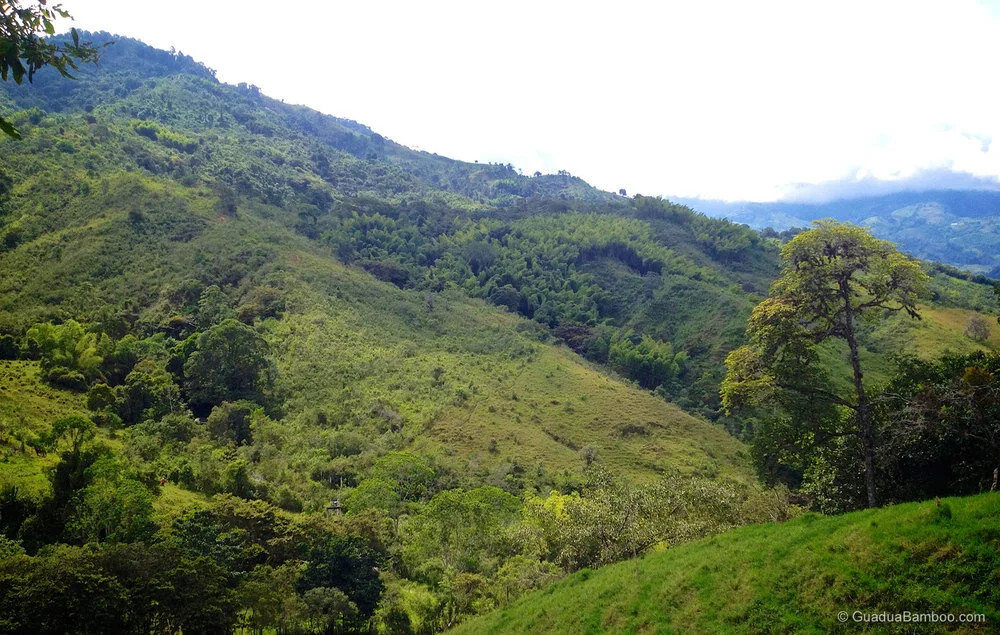 Guadua Bamboo Climate Requirements