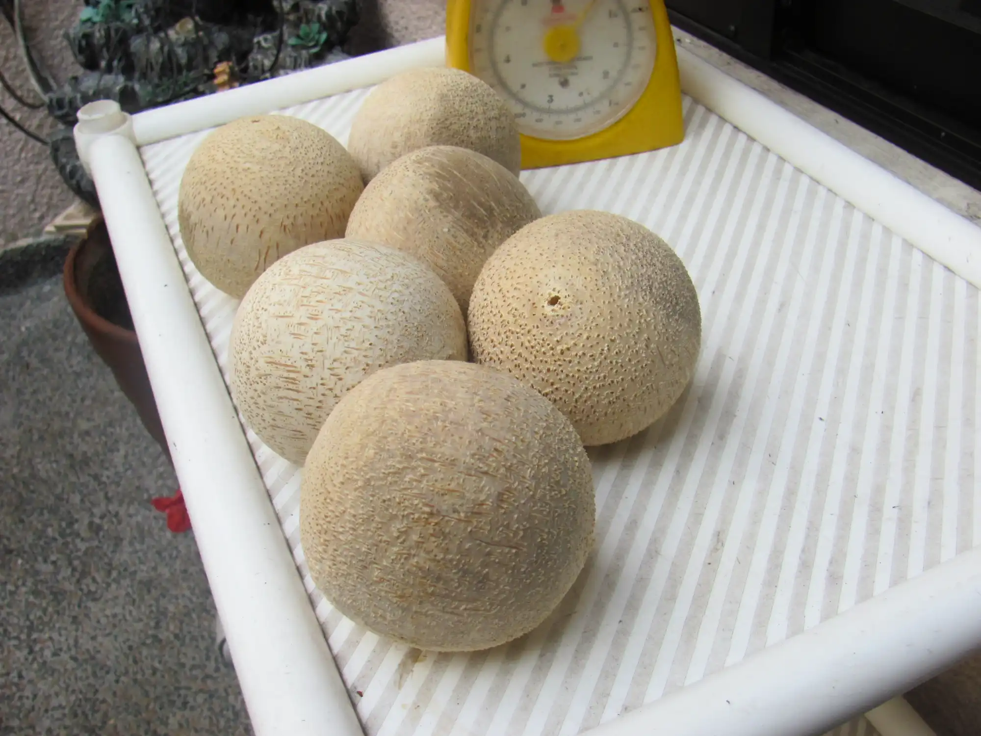 Making Bamboo Polo Balls from Guadua Rhizomes