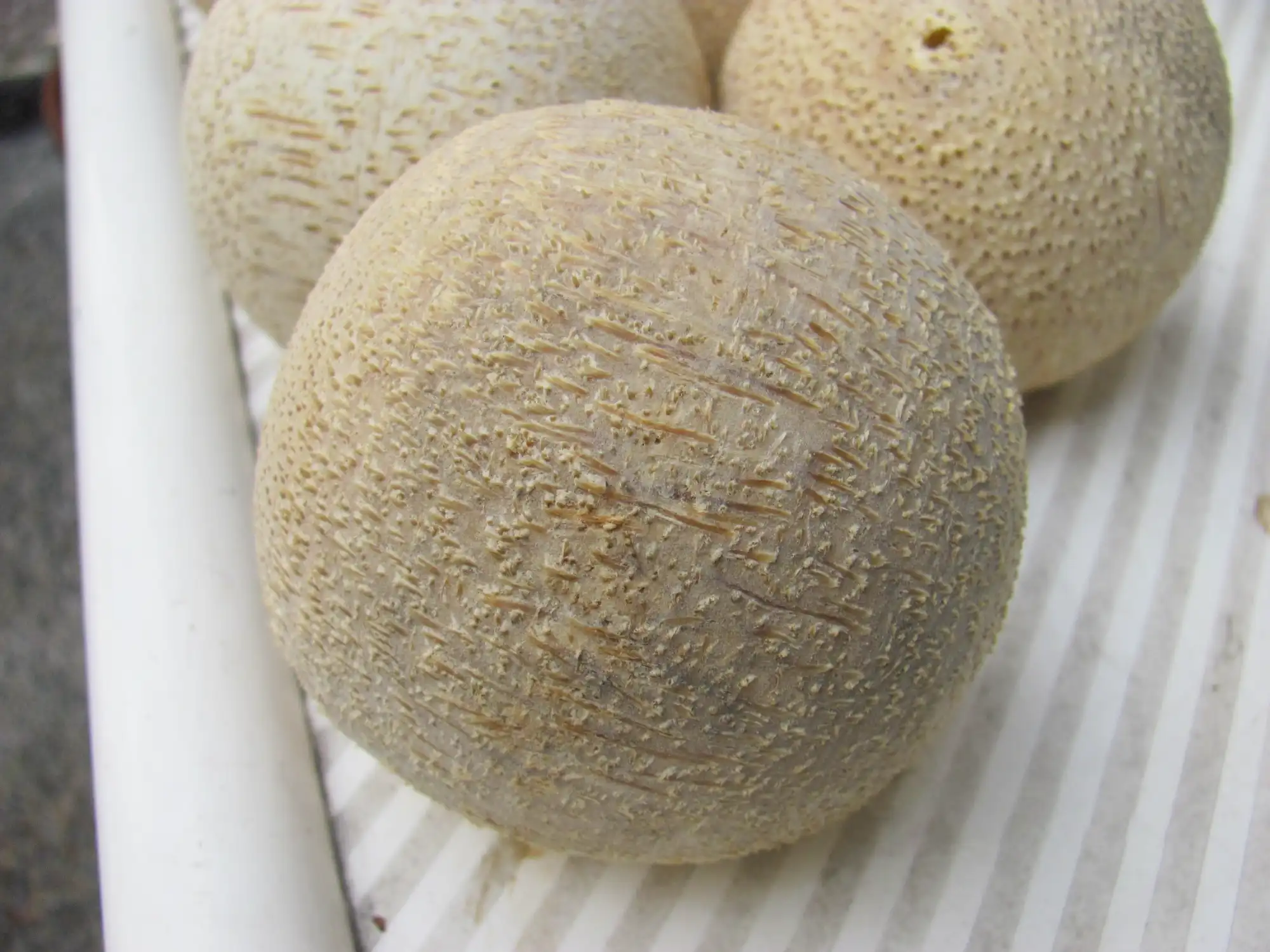 Making Bamboo Polo Balls from Guadua Rhizomes