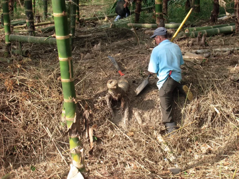 Making Bamboo Polo Balls from Guadua Rhizomes