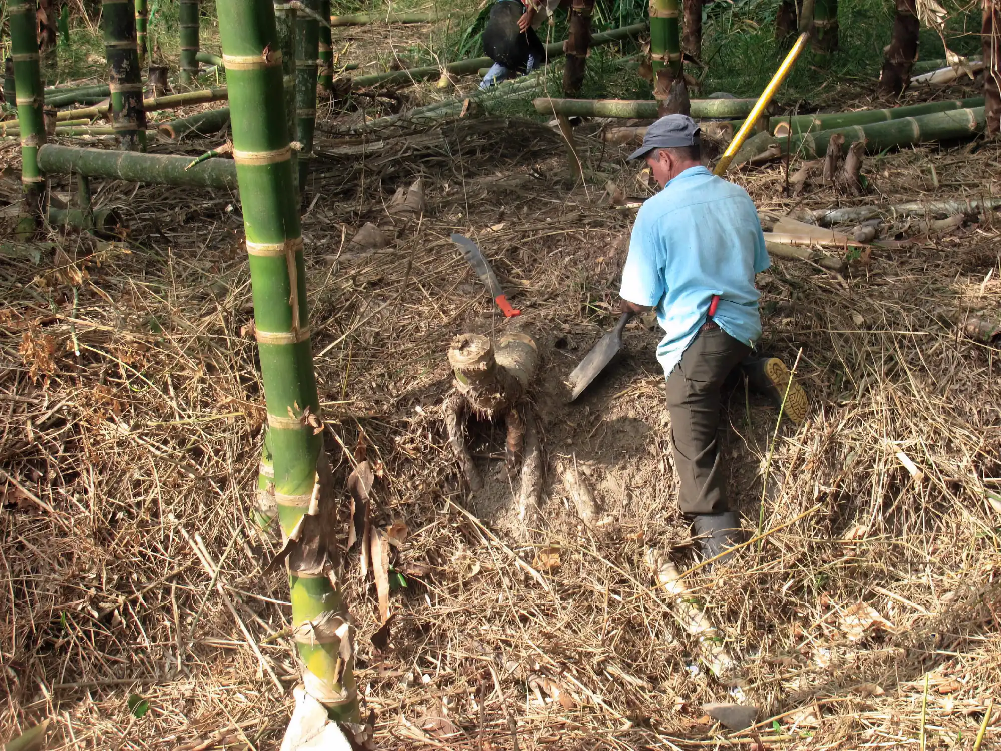 Making Bamboo Polo Balls from Guadua Rhizomes