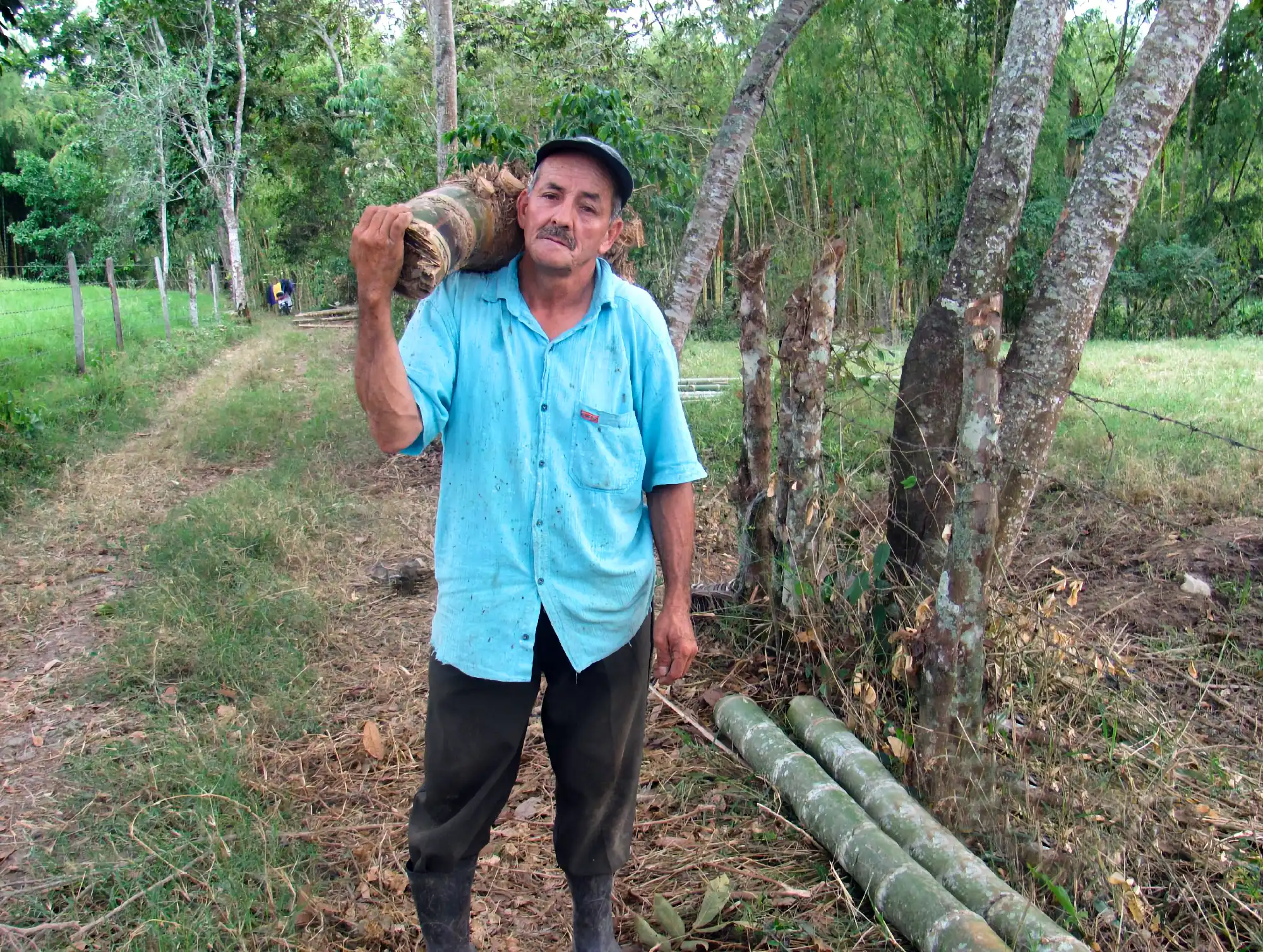 Making Bamboo Polo Balls from Guadua Rhizomes