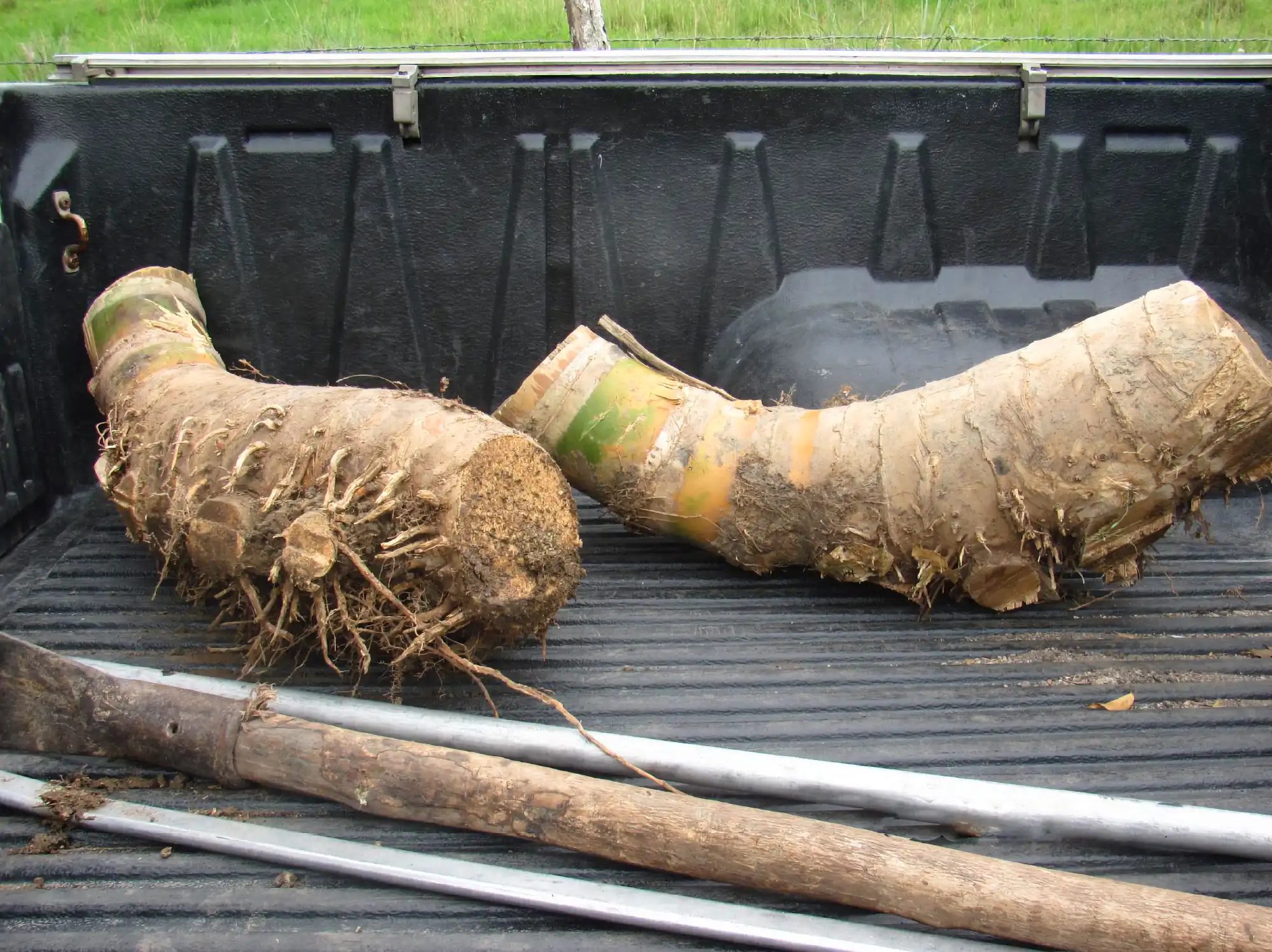 Making Bamboo Polo Balls from Guadua Rhizomes