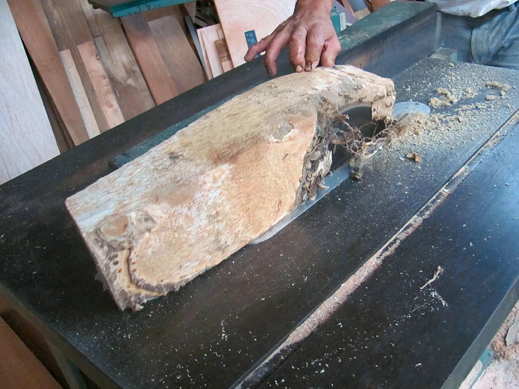 Making Bamboo Polo Balls from Guadua Rhizomes