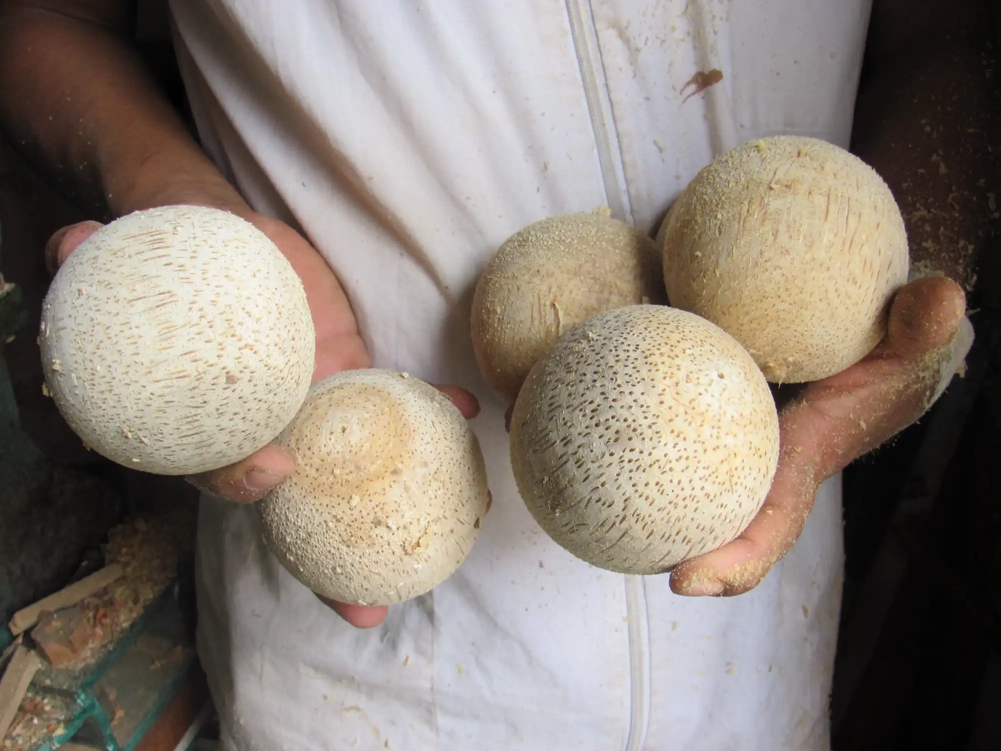 Making Bamboo Polo Balls from Guadua Rhizomes