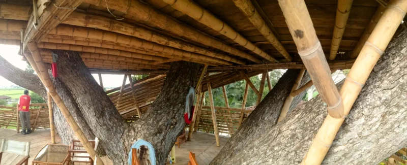 Guadua Bamboo Treehouse Colombia