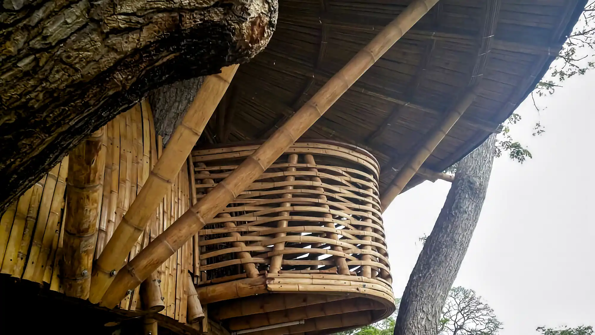 Guadua Bamboo Treehouse Colombia