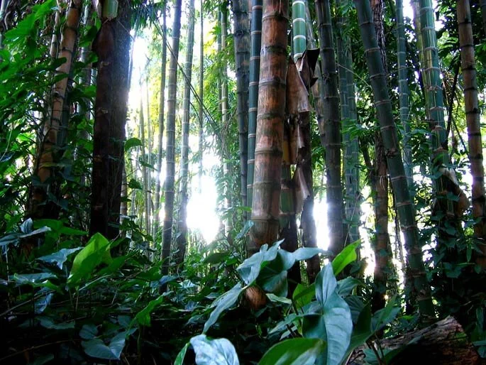 What is Guadua angustifolia?