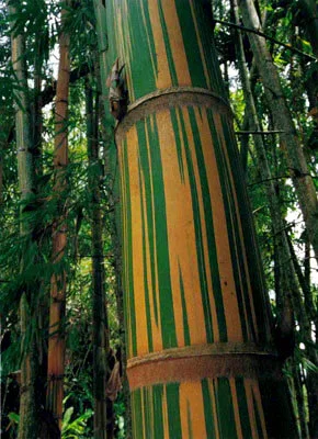 What is Guadua angustifolia?