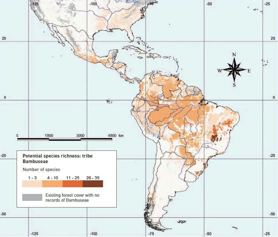 American Bamboo Species