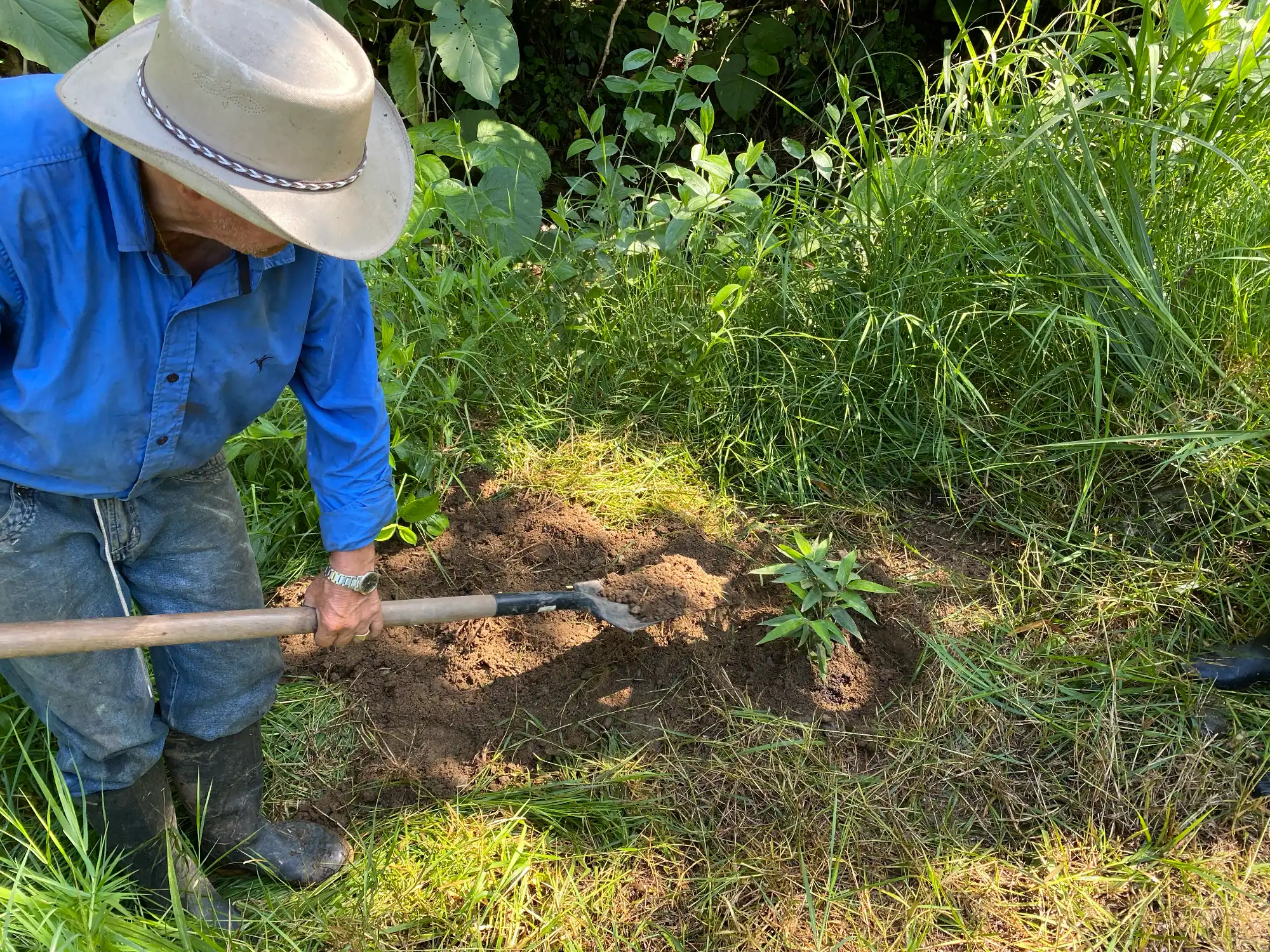 Phyllostachys edulis in Colombia - Adopt a Bamboo