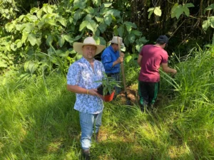 Phyllostachys edulis in Colombia - Adopt a Bamboo