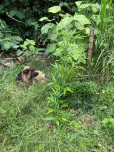 Phyllostachys edulis in Colombia - Adopt a Bamboo