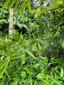 Phyllostachys edulis in Colombia - Adopt a Bamboo