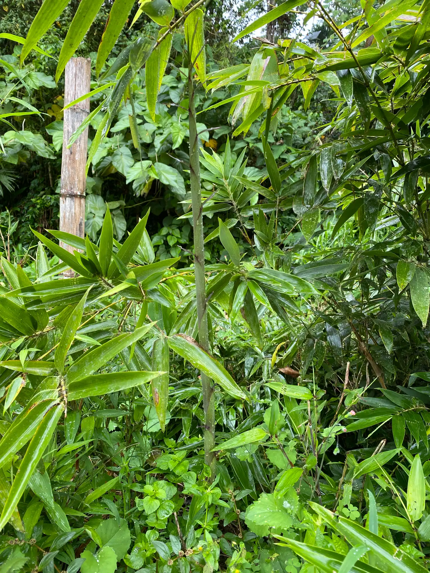 Phyllostachys edulis in Colombia - Adopt a Bamboo