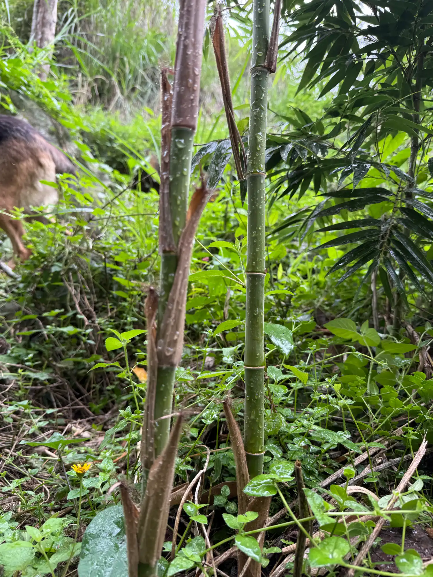 Phyllostachys edulis in Colombia - Adopt a Bamboo