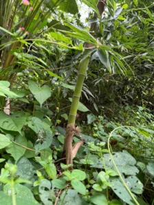 Phyllostachys edulis in Colombia - Adopt a Bamboo