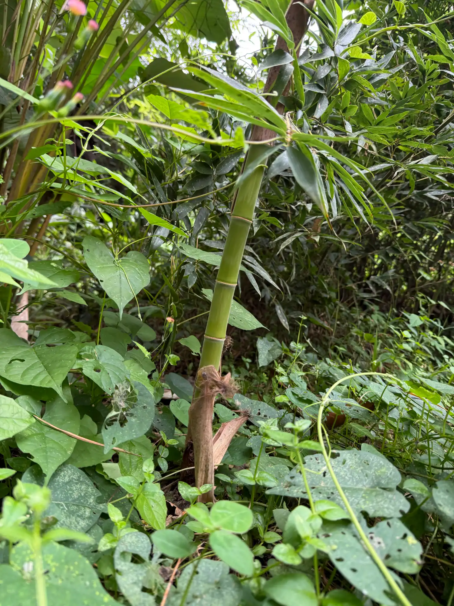 Phyllostachys edulis in Colombia - Adopt a Bamboo