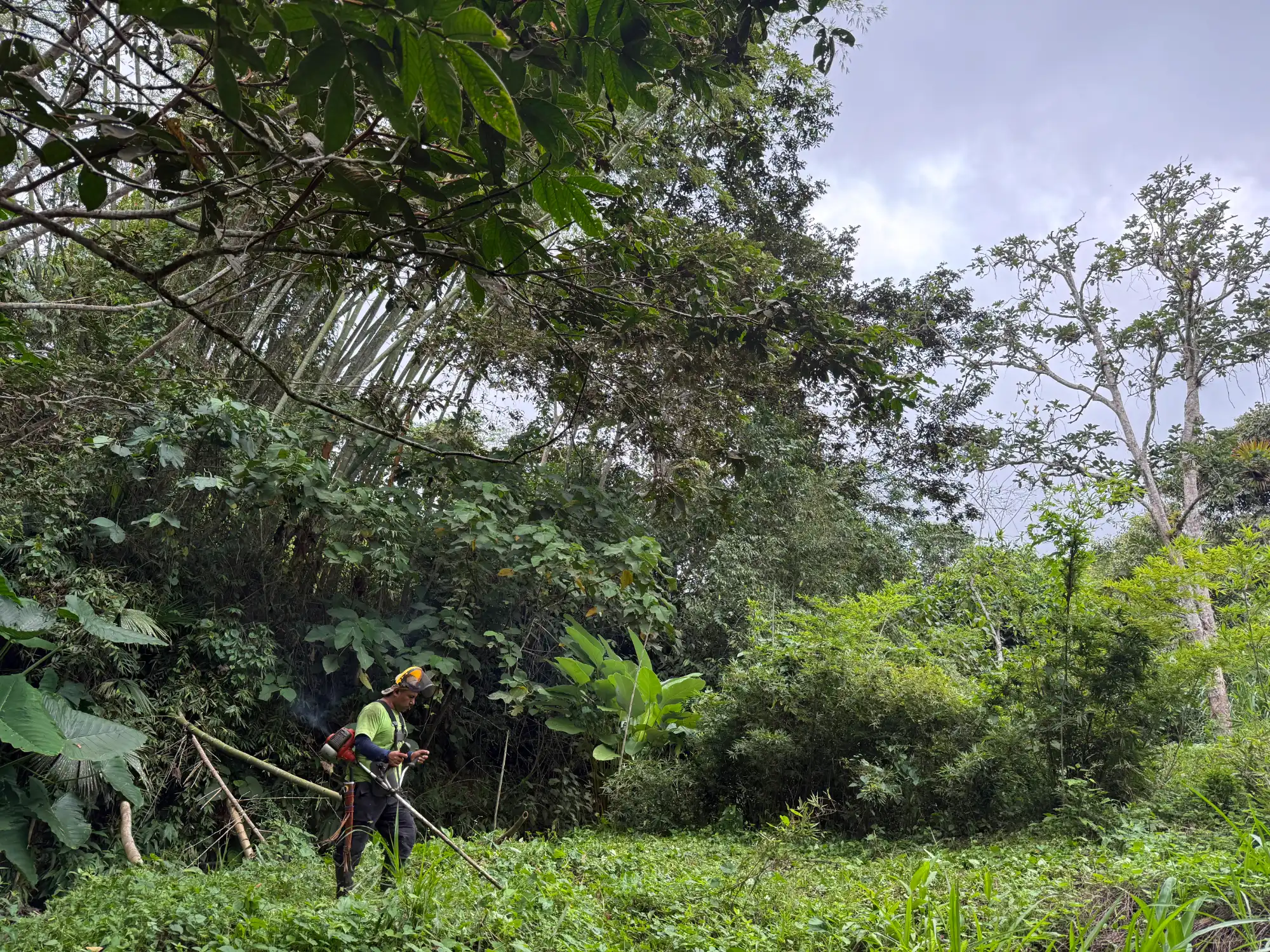Phyllostachys edulis in Colombia - Adopt a Bamboo