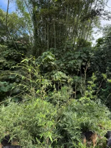 Phyllostachys edulis in Colombia - Adopt a Bamboo