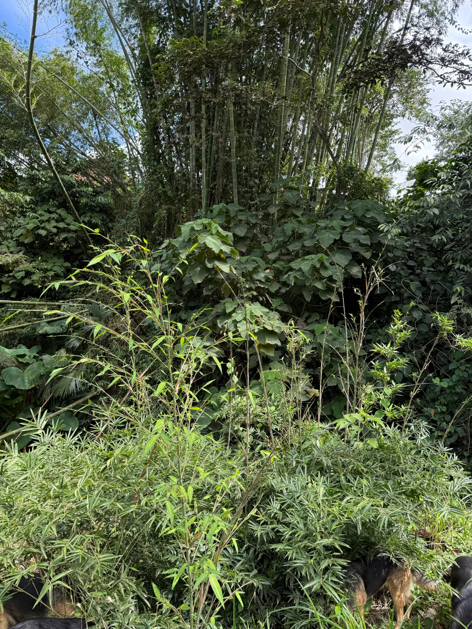 Phyllostachys edulis in Colombia - Adopt a Bamboo