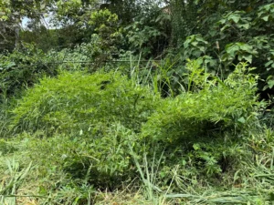 Phyllostachys edulis in Colombia - Adopt a Bamboo