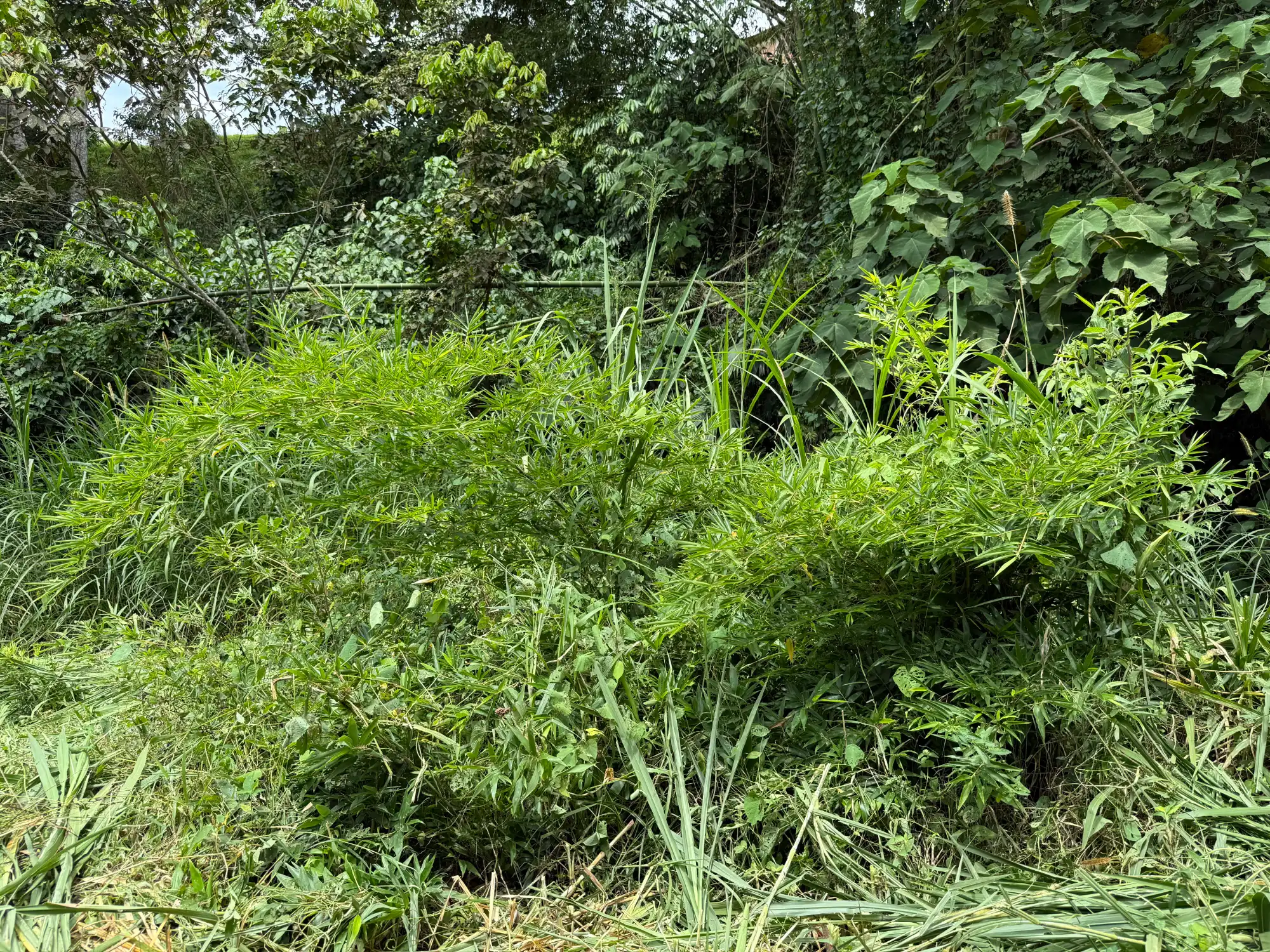 Phyllostachys edulis in Colombia - Adopt a Bamboo
