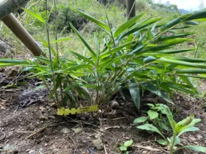 Phyllostachys edulis in Colombia - Adopt a Bamboo