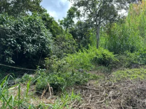 Phyllostachys edulis in Colombia - Adopt a Bamboo