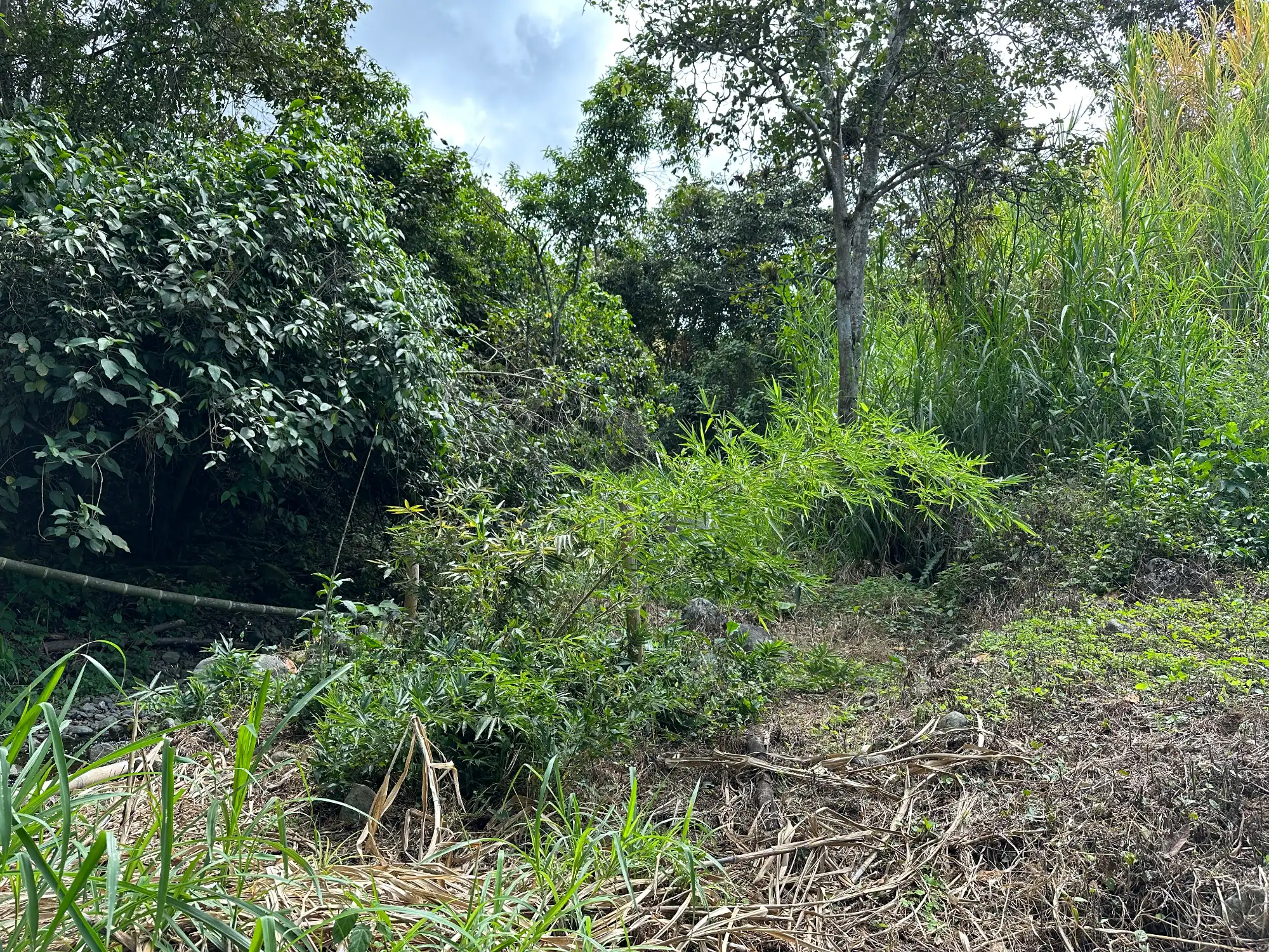 Phyllostachys edulis in Colombia - Adopt a Bamboo