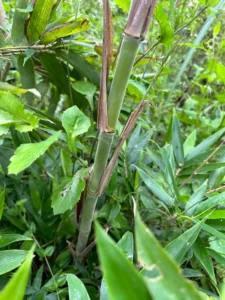 Phyllostachys edulis in Colombia - Adopt a Bamboo