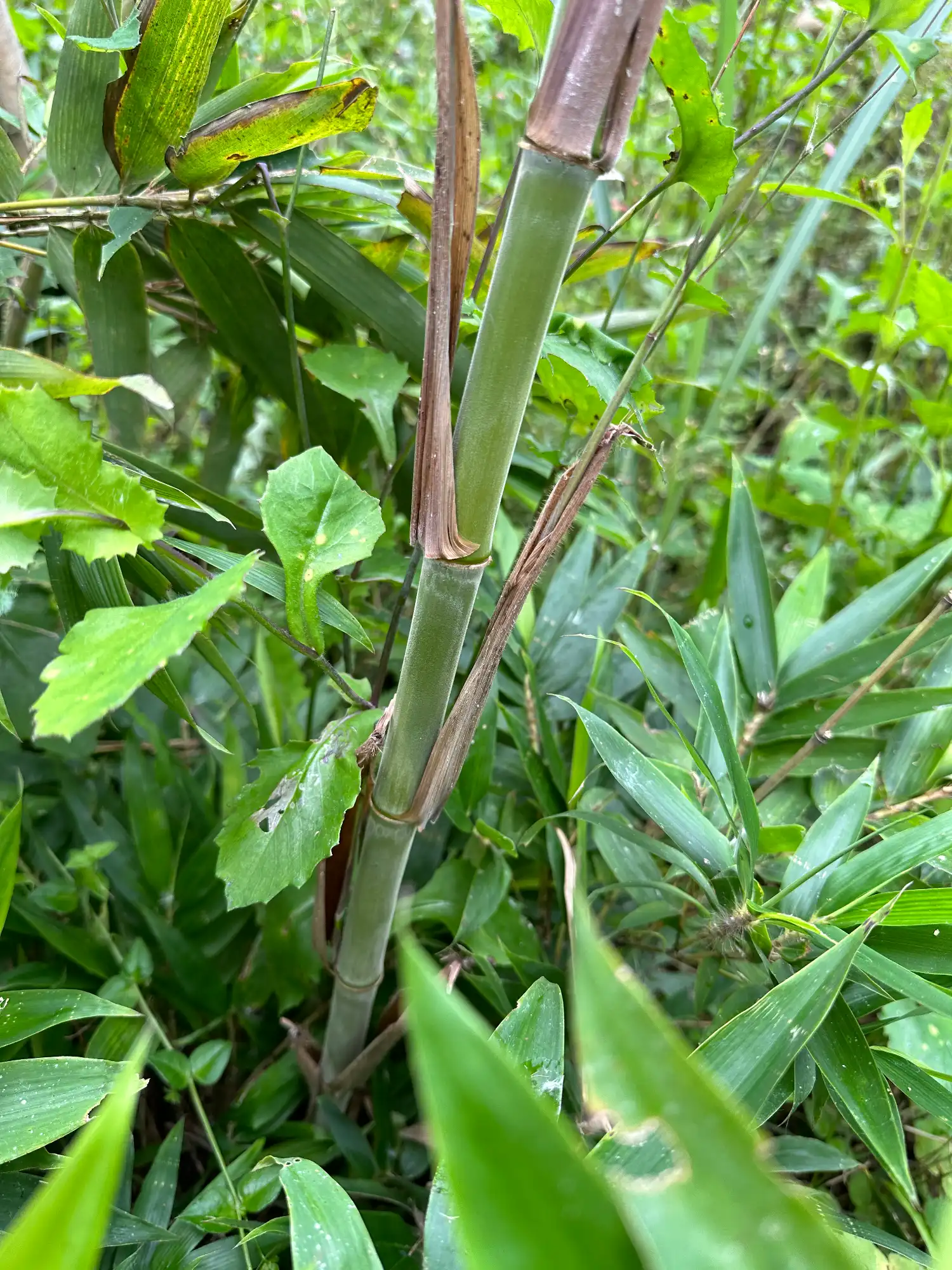 Phyllostachys edulis in Colombia - Adopt a Bamboo